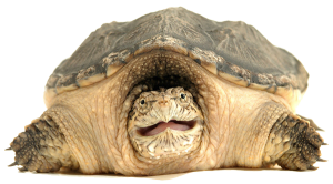 Turtle PNG-24752